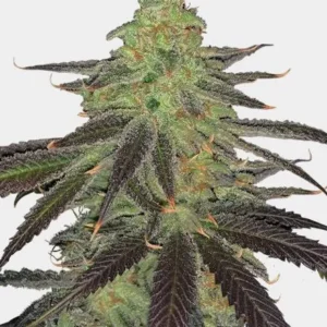 Platinum OG Feminized Seeds