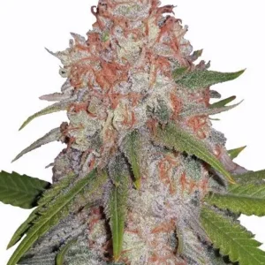 Runtz Feminized Seeds