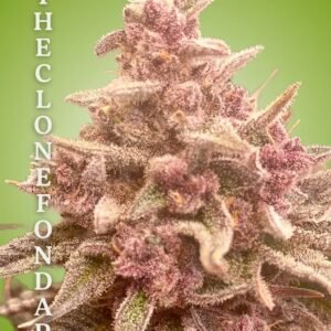 Purp Burst Clone – Rooted Cultivation-Ready Cannabis Clone