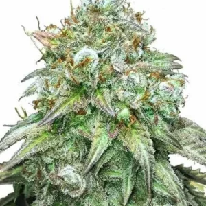 Godfather OG Feminized Seeds