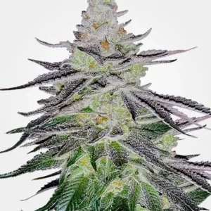 Permanent Marker Feminized Seeds