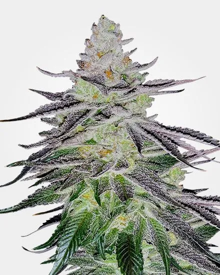 Permanent Marker Feminized Seeds