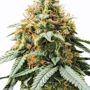 Acapulco Gold Feminized Seeds