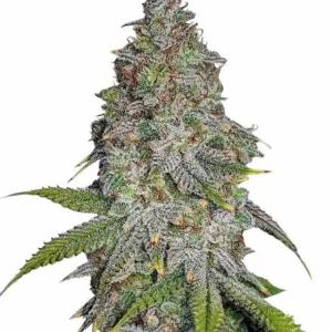 Blue Cookies Feminized Seeds