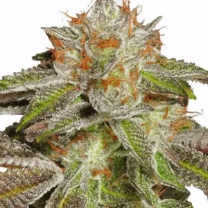 Bruce Banner #3 Feminized Seeds