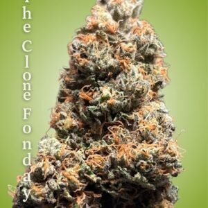 Tear Gas Clone – Rooted Cultivation-Ready Cannabis Clone