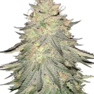 Do Si Dos Feminized Seeds
