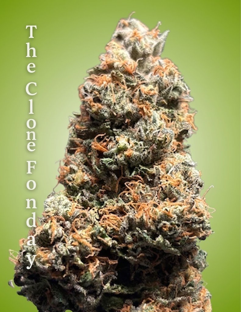 Tear Gas Clone – Rooted Cultivation-Ready Cannabis Clone