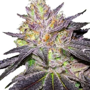 Wedding Cake Feminized Seeds