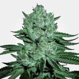 Zkittlez Feminized Seeds