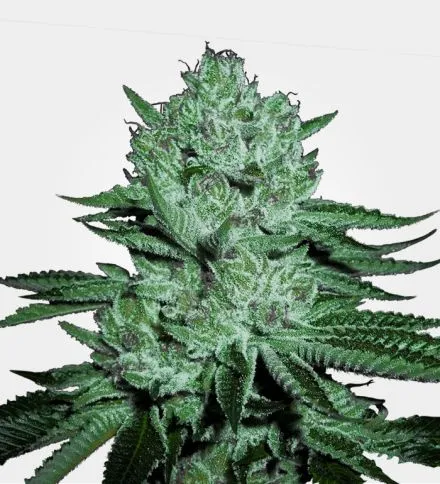 Zkittlez Feminized Seeds