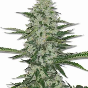 THC Bomb Feminized Seeds