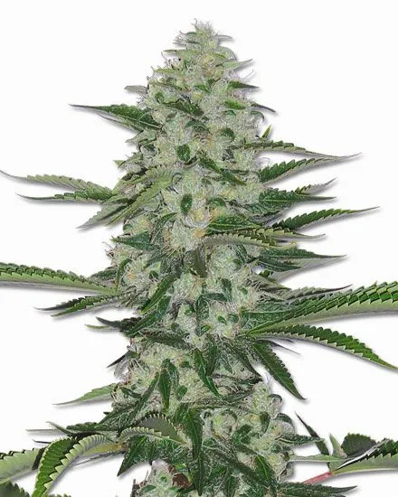 THC Bomb Feminized Seeds