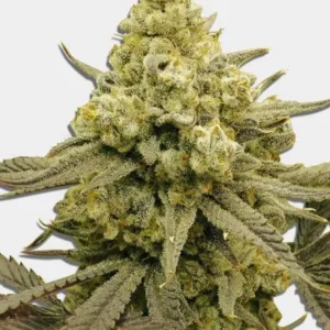 Zoap Feminized Seeds