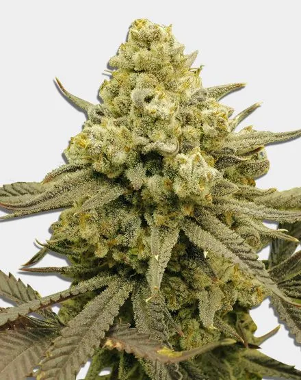 Zoap Feminized Seeds