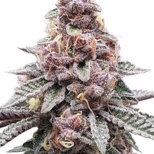 Tropicana Cookies Purple Feminized Seeds