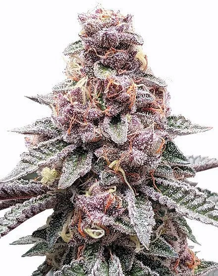 Tropicana Cookies Purple Feminized Seeds