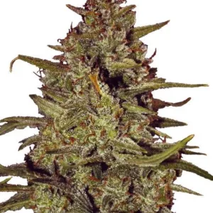 White Truffle Feminized Seeds