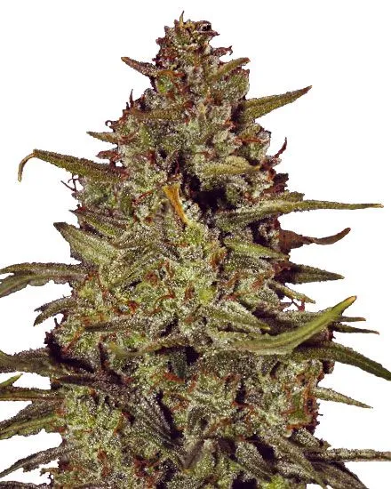 White Truffle Feminized Seeds