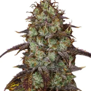 Carbon Fiber Feminized Seeds