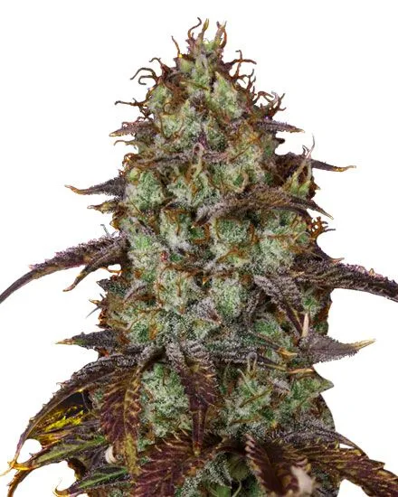Carbon Fiber Feminized Seeds
