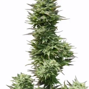 Sunset Sherbet Feminized Seeds